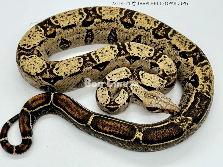 T+VPI HET LEOPARD